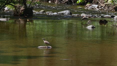 Seen-perch-on-a-rock-in-the-middle-of-the-stream-during-noon-time,-Chinese-Pond-Heron-Ardeola-bacchus,-Huai-Kha-Kaeng-Wildlife-Sanctuary,-Thailand