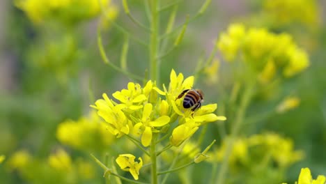 Eine-Honigbiene-Sammelt-In-Verträumter-Zeitlupe-Pollen-Von-Einer-Ansammlung-Gelber-Blüten