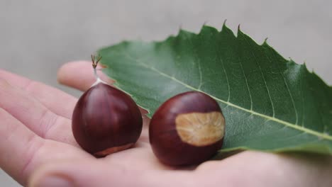 Two-chestnuts-and-a-green-leaf-held-on-hand