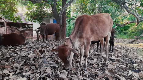 Close-up-static-shot-of-rural-scene-with-cows-standing-and-lying-under-tree