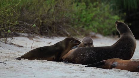 Sea-Lion-Pups-Wander-Into-Ocean-Beach-In-Galapagos---handheld-shot