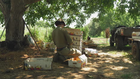 Time-lapse-of-young-farmer-filling-vegetable-cardboard-box-with-fresh-red-tomato-after-picking-during-the-harvesting-season