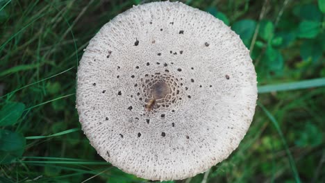 Blick-Nach-Unten-Auf-Die-Flachköpfige-Trypophobie-Textur-Des-Weißen-Pilzes