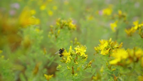 Vista-De-Abejorros-Recogiendo-Néctar-De-Flores-Silvestres-Amarillas-En-Un-Parque-Público