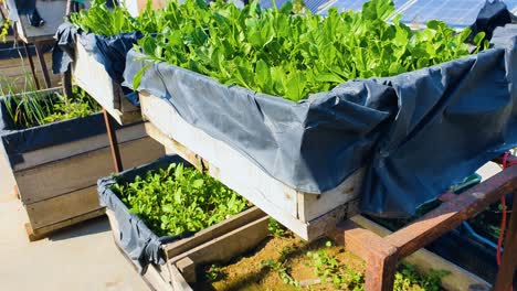 Raw-and-fresh-vegetables-grown-in-small-home-kitchen-garden-at-the-rooftop
