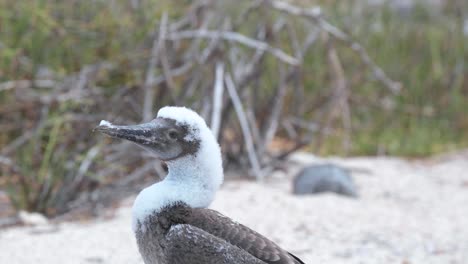 Fixed-medium-closeup-of-a-juvenile-Blue-Footed-Booby-on-the-beach-of-Galapagos-Islands---handheld-shot