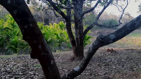 Idyllic-scene-with-tree-trunks-and-areca-nut-plantation-in-background