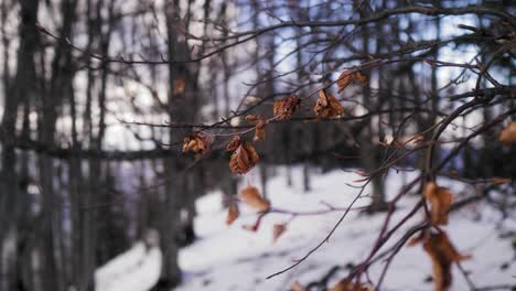 Left-right-shot-of-a-branch-with-amber-leaves-in-a-forest-with-snow-in-the-background