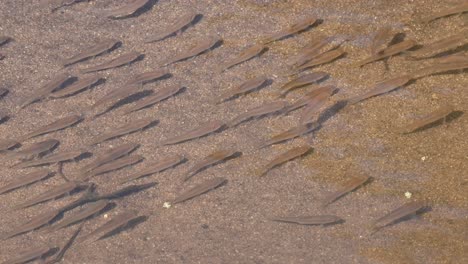 School-of-fish-in-the-stream-diagonally-arranged-while-feeding-together-and-then-they-all-got-frightens-going-to-the-right,-Poropuntius-sp