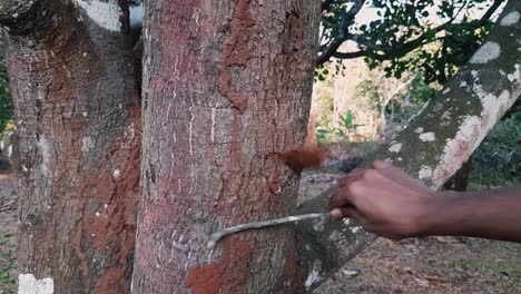 Hand-with-stick-pulling-termite-mound-out-of-tree-trunk
