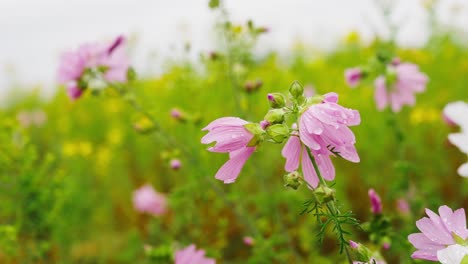 Rack-Fokus-Ansicht-Von-Weißen-Und-Rosa-Wildblumen-Auf-Der-Wiese