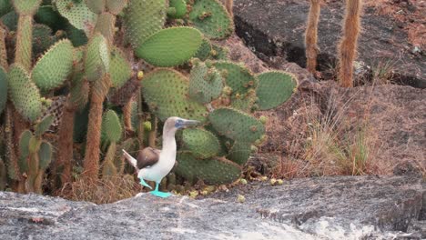 Blue-Footed-Booby-standing-on-a-rock-doing-a-mating-dance-in-Galapagos-Islands---Handheld-Fixed-Full-shot