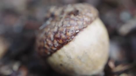 Close-up-of-an-acorn-on-forest-ground-focused-in-front-of-the-camera