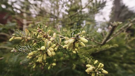 Abies-Kawakamii-Immergrüner-Nadelbaum,-Wind-Bläst-Pollen-Aus,-Dolly-Aus