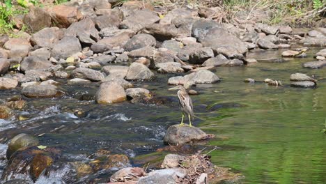 Looking-to-the-left-while-perched-on-a-rock-in-the-middle-of-a-flowing-stream,-Chinese-Pond-Heron-Ardeola-bacchus,-Huai-Kha-Kaeng-Wildlife-Sanctuary,-Thailand