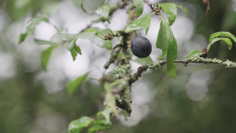 Close-up-of-an-organic-wild-blueberry-fruit-on-a-branch