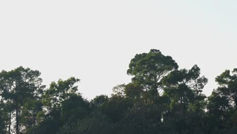 Forest-seen-from-a-distance-during-a-progressing-sunset-in-Khao-Yai-national-Park,-Thailand