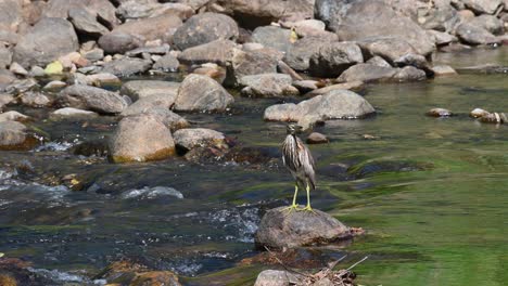 Facing-to-the-left-then-steps-while-its-wings-are-blown-by-the-wind-at-the-flowing-stream,-Chinese-Pond-Heron-Ardeola-bacchus,-Huai-Kha-Kaeng-Wildlife-Sanctuary,-Thailand