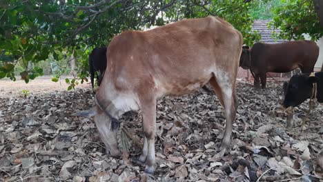Static-shot-of-cows-under-tree-eating-among-dry-leaves