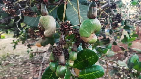 Close-up-static-shot-of-cashew-apple-growing-on-tree