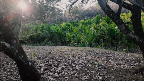 Bukolische-Szene-Mit-Areca-Plantage-Und-Sonnenlicht-Durch-Baumkronen