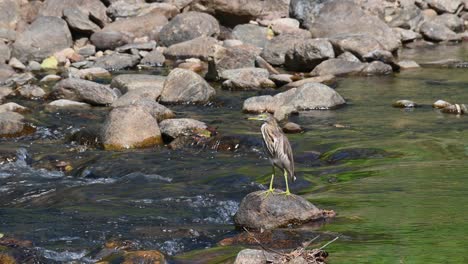 Just-standing-in-the-middle-of-the-flowing-stream-on-a-rock-while-facing-to-the-left,-Chinese-Pond-Heron-Ardeola-bacchus,-Huai-Kha-Kaeng-Wildlife-Sanctuary,-Thailand