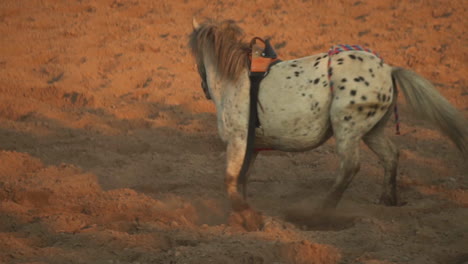 Slow-motion-closeup-of-horse-running-in-the-Rodeo