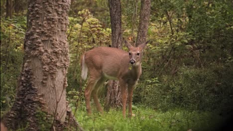 Button-Buck-Eating-Clover---Whitetail-Deer-Male-Fawn-Eating-In-The-Wilderness