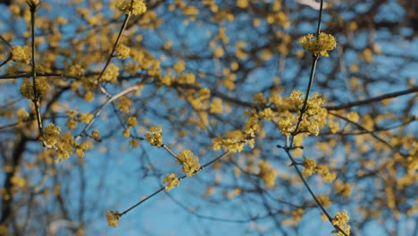Mirando-Hacia-Las-Flores-Amarillas-Serenas-En-Las-Ramas-De-Los-árboles-Contra-El-Cielo-Azul