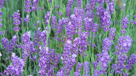 Wiesenbrauner-Schmetterling-Auf-Lavendelblüten-In-Polen---Handaufnahme
