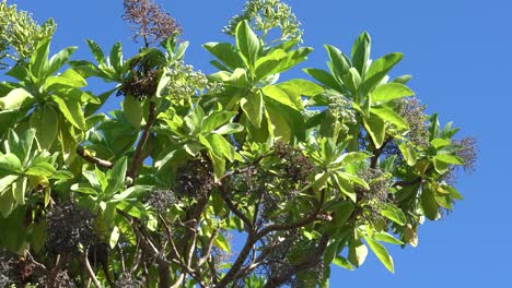 Gesunder-Monarchfalter-Und-Bienen-Bestäuben-Pflanzen-Und-Bäume-Auf-Maui