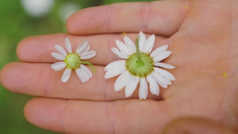 Two-daisy-flowers-on-the-palm