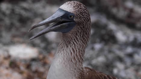 A-Blue-footed-Booby-In-Galapagos-Islands---close-up-shot