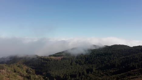 Natural-evergreen-woodland-on-mountain-plateau-with-clouds,-Madeira