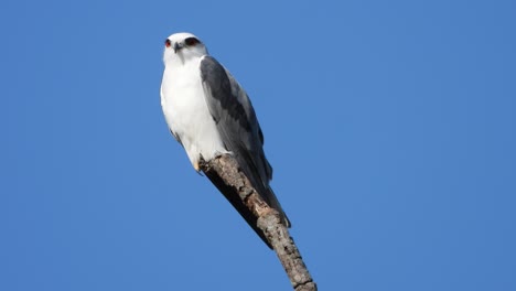Black-shouldered-kite-in-tree-waiting-for-pray