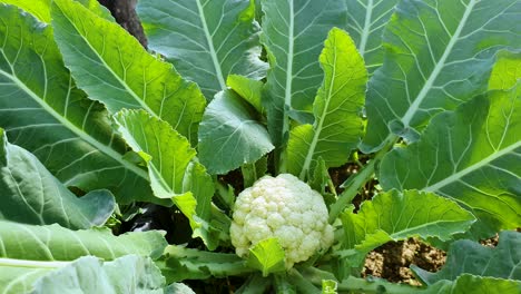 Extreme-close-up-of-raw-fresh-cauliflower-on-its-plant-at-the-field