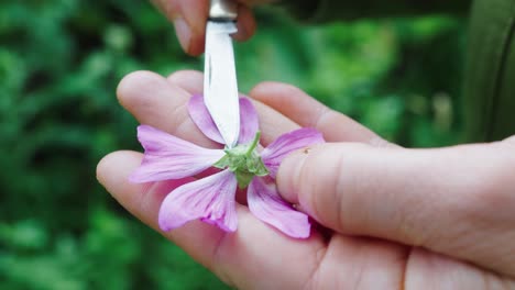 Primer-Plano-De-La-Flor-Rosa-Púrpura-Que-Se-Inspecciona-Con-Un-Cuchillo-Pequeño-En-Manos-Del-Botánico