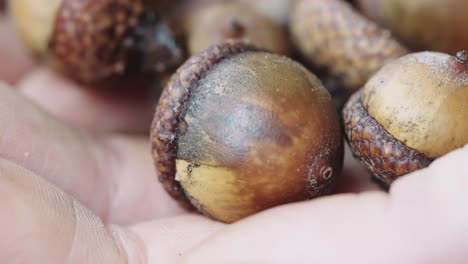 Detailed-close-up-of-a-hand-holding-several-small-acorns