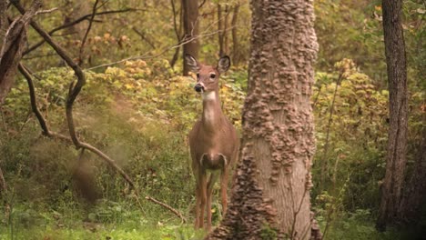 Female-White-tailed-Deer-Rotating-Its-Alert-Ears-To-Scan-Approaching-Predator-In-The-Forest-Of-Western-New-York