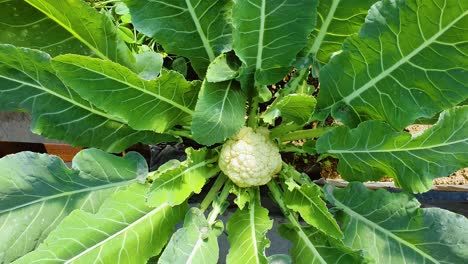 Close-up-of-fresh-cauliflower-growing-on-its-plant-at-the-field