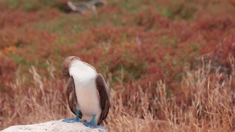 Blue-Footed-Booby-Resting-On-Rock-While-Grooming-Itself-At-North-Seymour,-Galapagos-Islands,-Ecuador