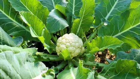 Raw-and-fresh-cauliflower-vegetable-growing-on-its-plant-at-the-field