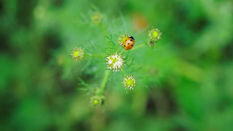 Close-Up-of-Ladybug-on-Wild-Flower-in-Green-Grassland