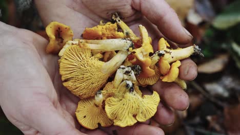 Open-Palmed-Hands-Holding-Fresh-Chanterelle-Mushrooms