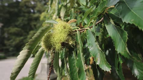 Closeup-of-chestnuts-tree-and-spiky-husk-by-private-town-street,-day