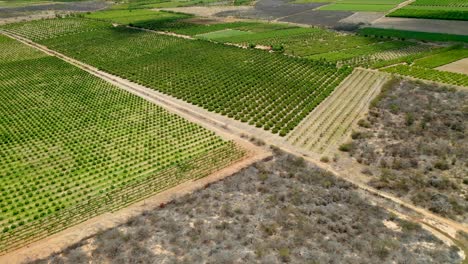 Kontrast-Der-Trockenen-Caatinga-biomvegetation-Und-Der-Bewässerten-Obstproduktion-Im-Hintergrund,-Wo-Das-Wasser-Aus-Dem-Fluss-São-Francisco-Durch-Bewässerungskanäle-Ankommt