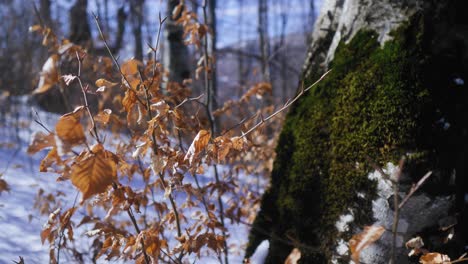 Amber-leaves-under-a-tree-with-moss-in-a-forest-during-winter