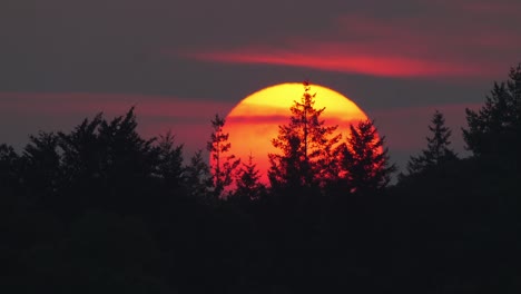 Amazing-telephoto-sunset-sun-view-behing-pine-tree-forest,-evening,-huge-sun,-safari-african-sunset