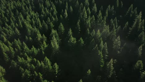 Golden-sunlight-illuminating-canopy-of-evergreen-pine-forest,-zooming-out,-aerial