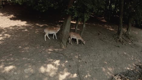 Doe-animal-in-a-forest,-walking-freely-and-hiding-behind-trees-in-a-shadow